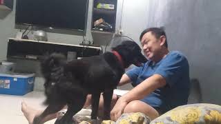 Jimmy My Talking Dog screenshot 1