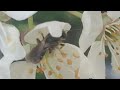 Весеннее лакомство для пчелки