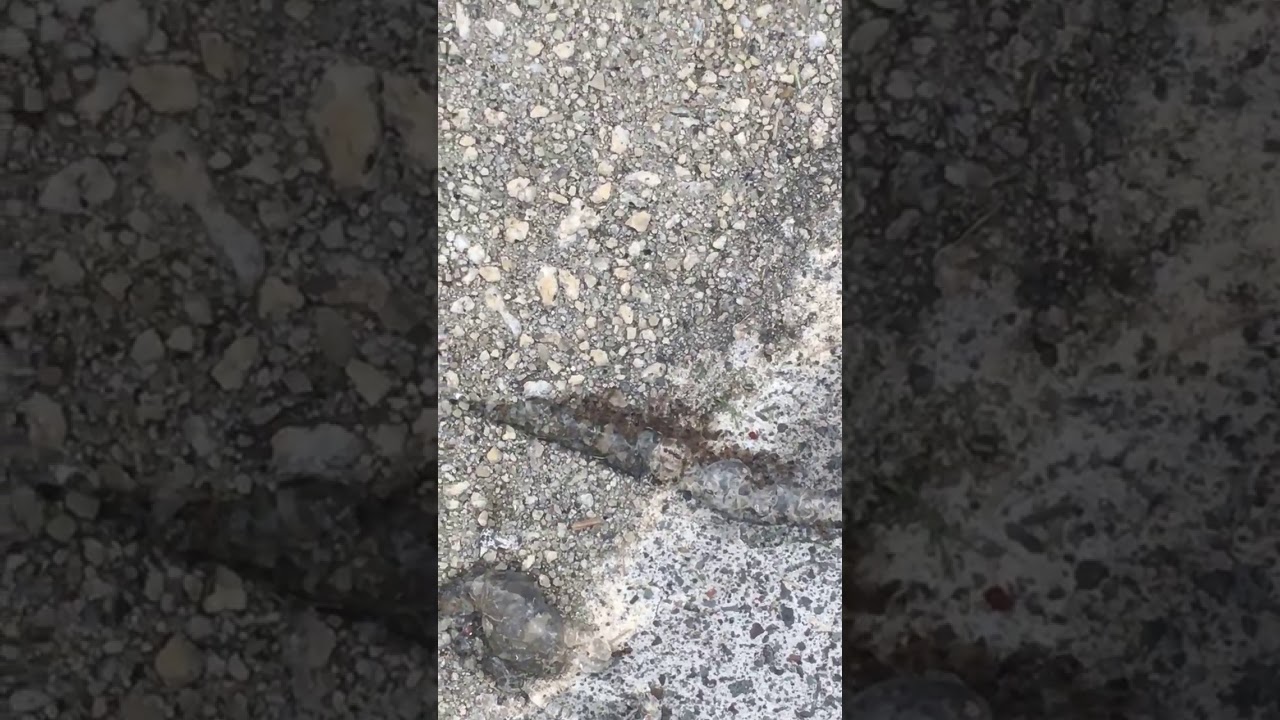 control epic games The Best way to kill ants? Gel Bait!