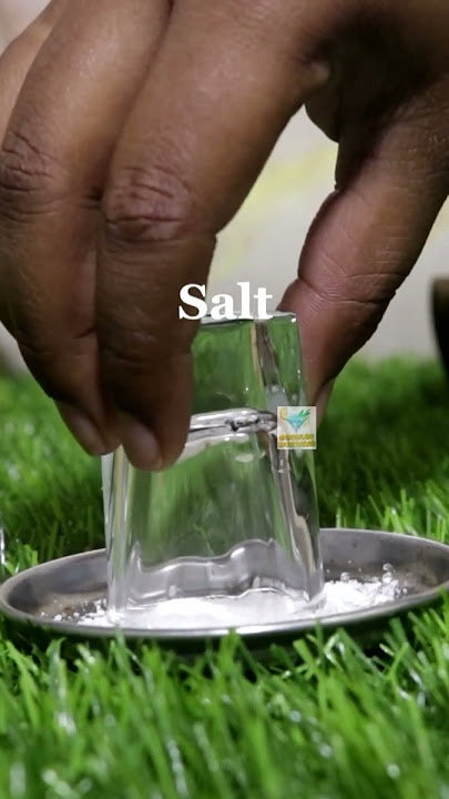 How To Drink Tequila Shot With Lime & Salt #tequila #viral #shorts