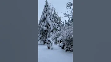 Walk In The Provincial Park BC Nature Bc Love Meditation Youtuber Youtubeshorts Youtube 