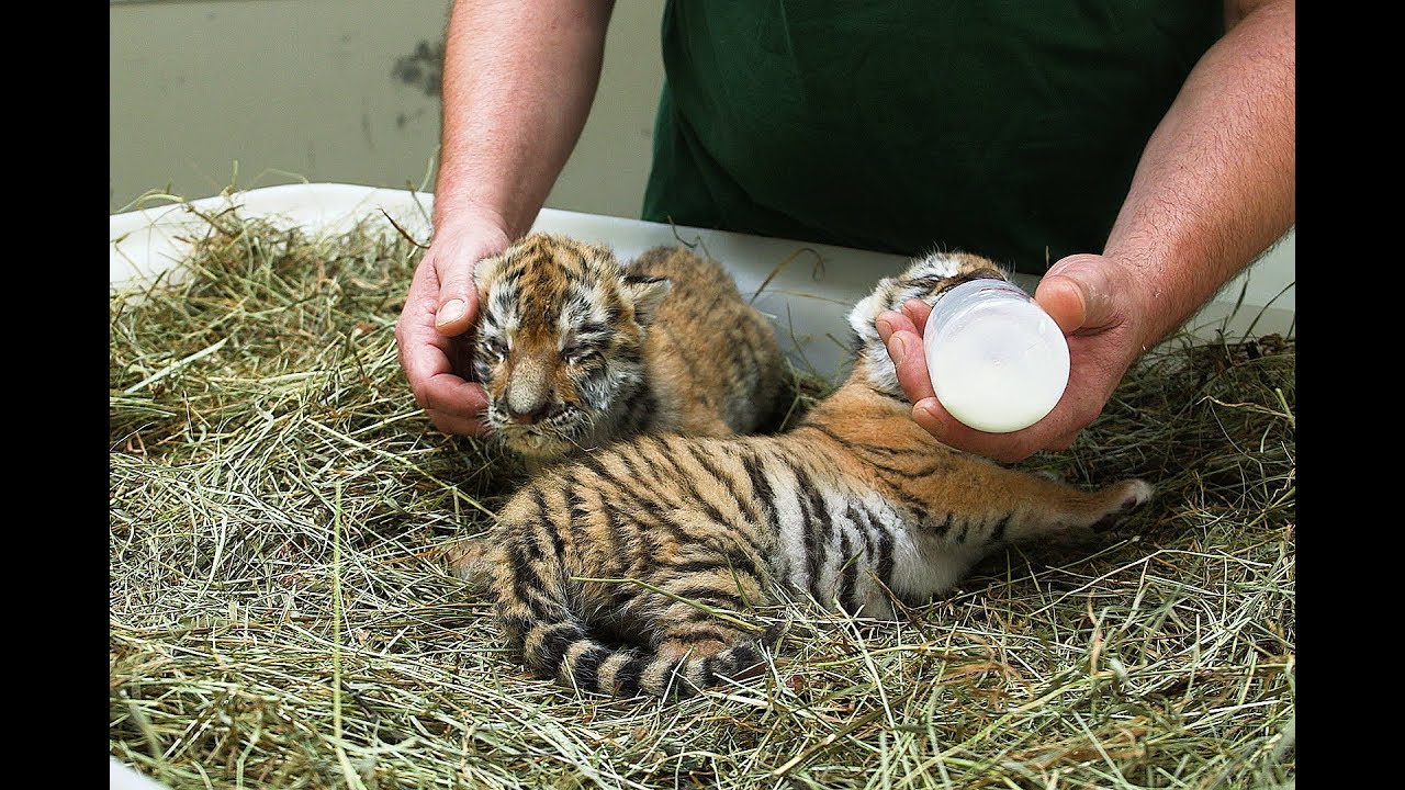 Aufzucht der Tiger-Jungtiere im Tiergarten Schönbrunn