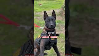 Hırsızın kabusu köpekler