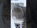 The Ghost Predator You Can't See! ❄️🐆