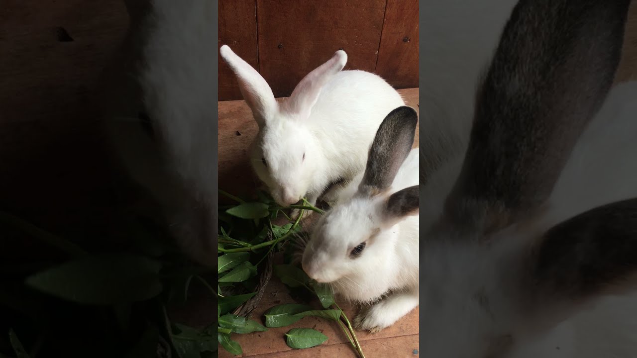 🐇RABBIT EATING SHOW, Rabbit Family Eating Challenge, Rabbids Invasion ...