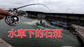 水車下的石斑 瀧興海釣場2024/05/29