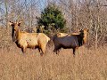 Searching for the Windrock Elk