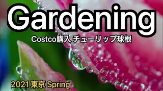 Costco チューリップ球根を地植え 21春 発芽 東京 Youtube