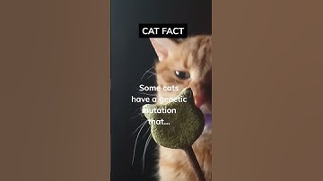 Unbelievable: Cats with a Secret Superpower!! 😼 #shorts #cat #catlover #catnip