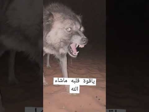 ماشاء الله عليه قلبه قوي