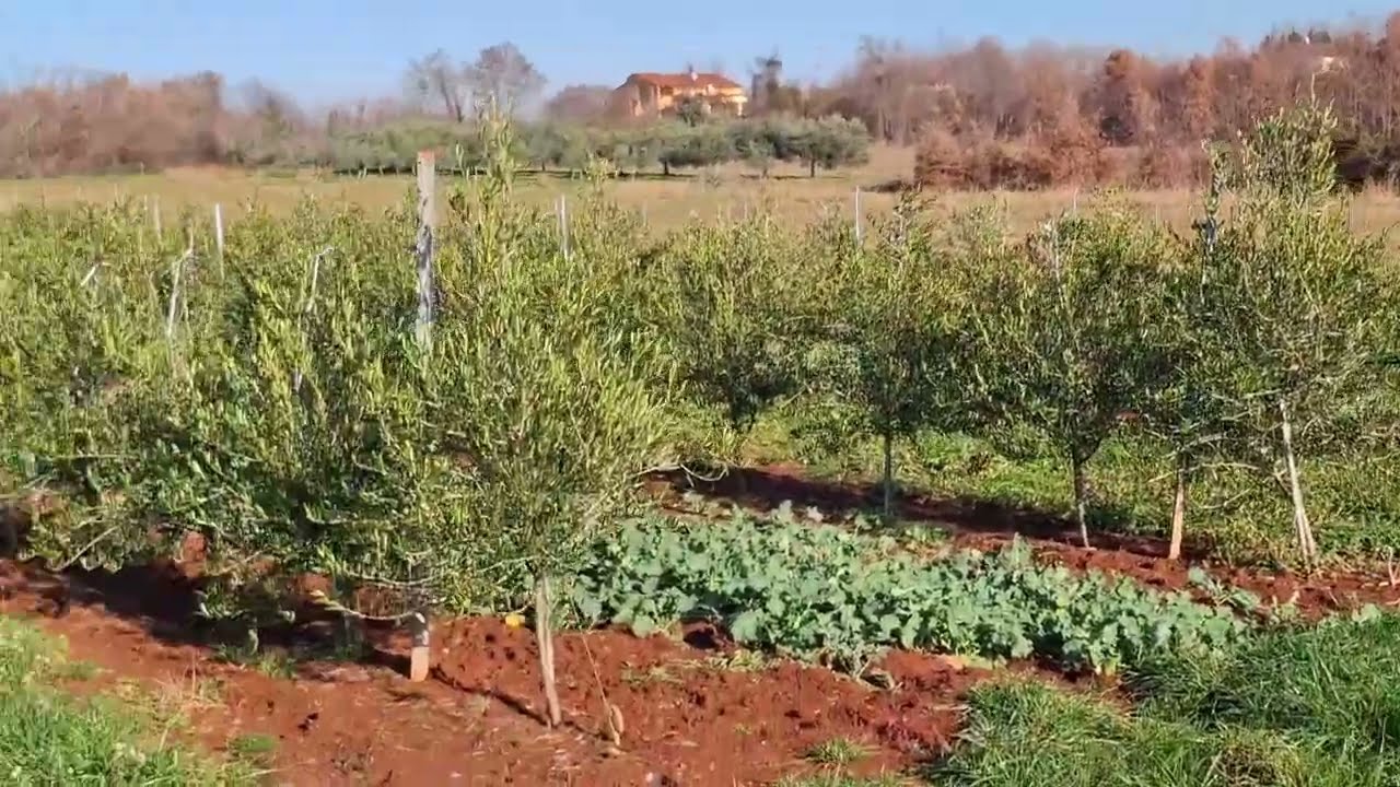 SUPER INTENZIVNI MASLINIK Umag - nakon  2. godine od sadnje. Obilazak nasada. 