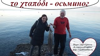 греческие слова и выражения 6 - осьминоги в Греции греческие слова и выражения 6 - осьминоги в Греции