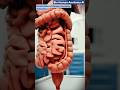 Illustration of Human Anatomy Animation | Body Organs in #shorts  😱 Stunning 3D | Bio Anatomy Ai