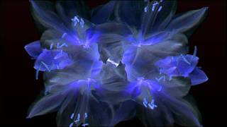 Echo Gardens - Flow