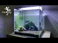 Shrimp Tank Update (Clean Up &amp; Water Change)
