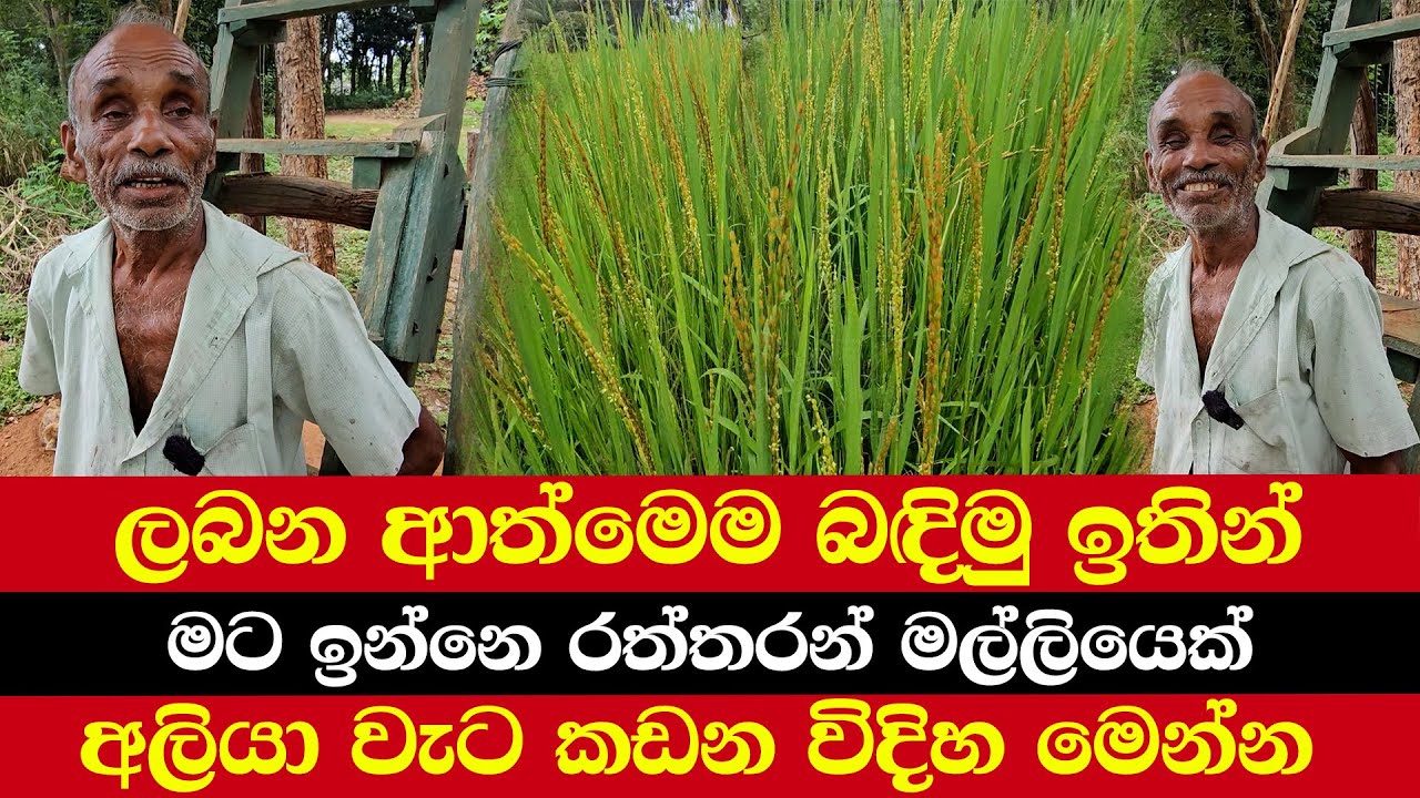 ලබන ආත්මෙම බඳිමු ඉතින් | මට ඉන්නෙ රත්තරන් මල්ලියෙක් | අලියා වැට කඩන විදිහ මෙන්න