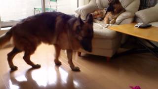 Leon Berger Puppy came to our house. by Ichikawa Keiichi 7,967 views 9 years ago 1 minute, 1 second