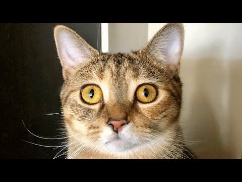 Video: Cat-Napping apie pakilimą Jungtinėje Karalystėje