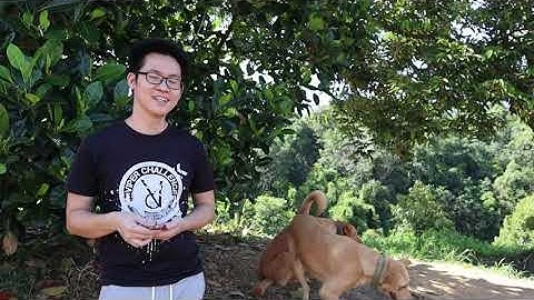 How to Prune Durian Tree (IMPORTANT Technique to Get High Durian Yield Long-Term)