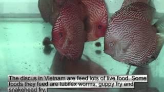 2001 Visit to Discus Fish Breeders in Vietnam - Slideshow