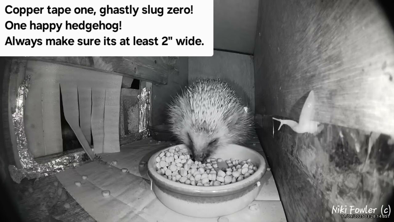 Copper tape to deter slugs from hedgehog food works!