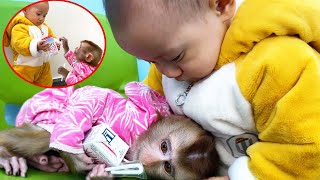 Kaka monkey hugged the milk to sleep because she was afraid Diem would drink it
