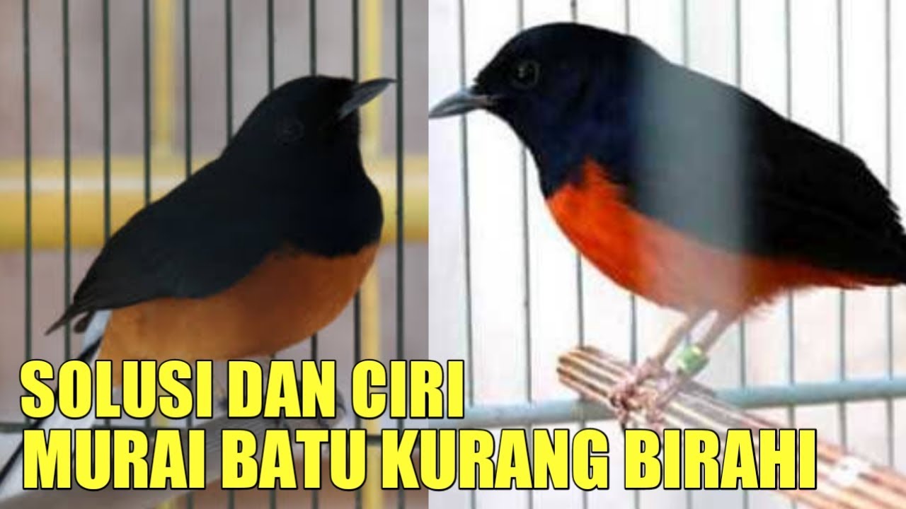 solusi dan ciri murai batu kurang birahi