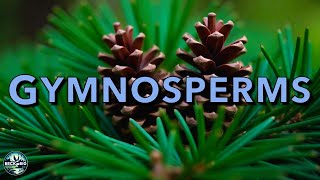 Gymnosperms
