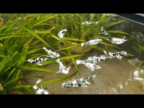 Natural Backyard Breeding 