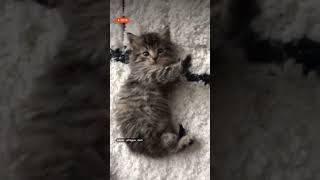 Kitten Finds Its Comfy Spot