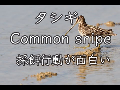 【地を刺すクチバシ】タシギ Common snipe 野鳥撮影＆野鳥観察