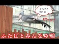 エッ卵が!?ハシビロコウふたばちゃんとみんなの朝!レッドがずっと近くに!【夏のふたば2】Shoebill FUTABA 2022 summer-2