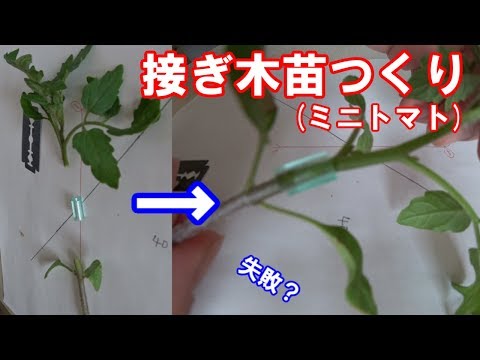 接ぎ木苗つくり 家庭菜園ミニトマト 菜園をつくろう栽培編 19 Youtube
