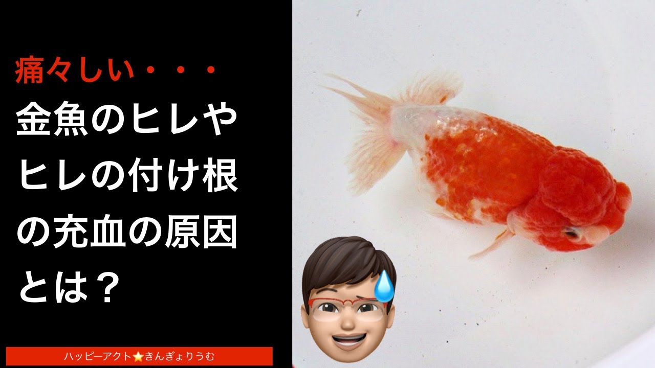 金魚のヒレやヒレの付け根が赤い、充血している原因とは？対処方法も解説