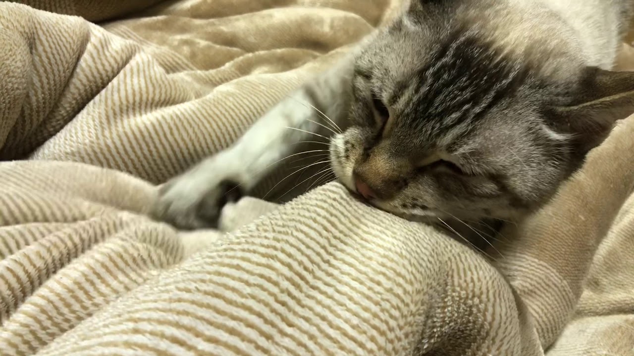 ゴロゴロふみふみ甘えん坊ネコちゃん A Cat Making Biscuits Youtube