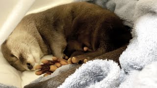 I bought a tent for my outdoorsy otter, and he wouldn't come out from it. [Otter life Day 489].
