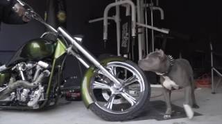 Bulletproofpitbulls the ultimate canine companion diet training exercise muscle by Bulletproof Pitbulls 57,485 views 7 years ago 59 seconds