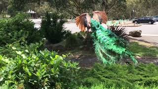 Pea Flying In Slow Motion