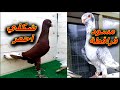 مسود قراقطة عملاق طير حمام كش وشكالي حمر حمام مطار على البث المباشر شوف كم سعرهم على المزاد 