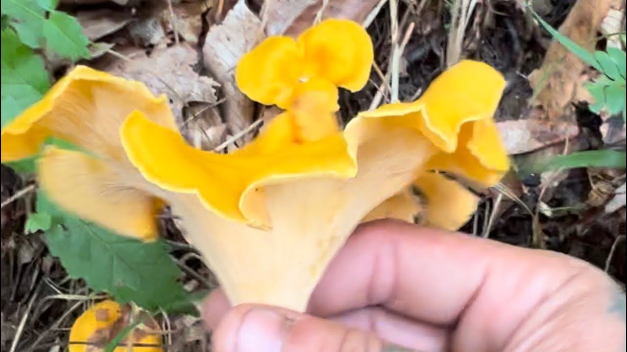 Making something sweet! With some foraged chanterelles! YouTube