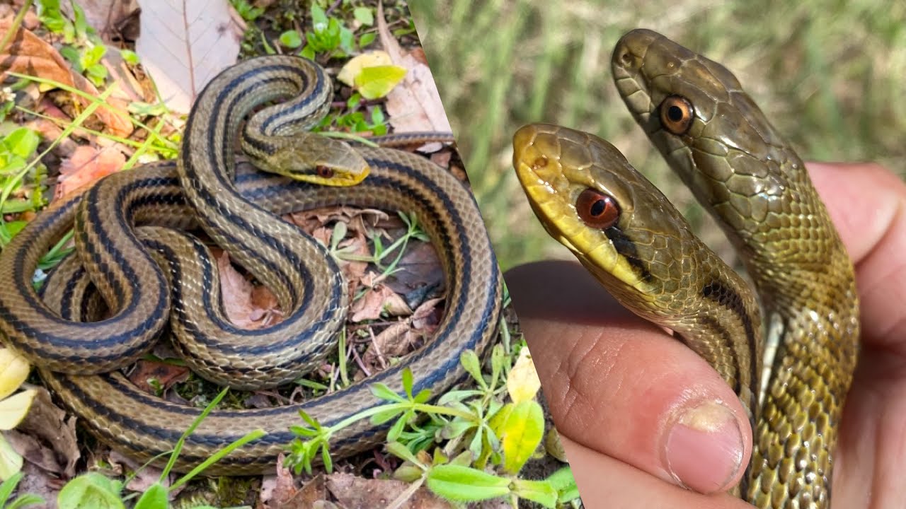 那智山一筆蛇 那智山一筆蛇 - メルカリ