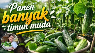 PANEN BANYAK TIMUN SEGAR DI KEBUN BANYAK SAYUR YANG SIAP DIPANEN