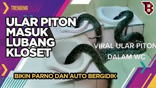 Ngeri! Ular piton sepanjang 2 meter masuk lubang kloset kamar mandi warga | Trending