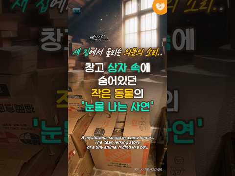 새 집에서 들리는 의문의 <strong>소리</strong>.. 창고 상자 속에 숨어있던 작은 동물의 &amp;#39;눈물 나는 사연&amp;#39; #shorts #<strong>이사</strong> #고양이