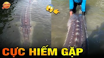 🔥 9 Loài Vật Quý Hiếm Độc Lạ Nhất Việt Nam Khiến Cả Thế Giới Phát Thèm | Kính Lúp TV