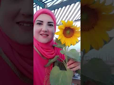 دوار الشمس بالفرنسية