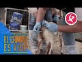 Brote de coccidiosis en un grupo de chivas de Verónica | El campo es vida