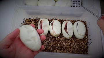 Cutting early vs cutting after they have pipped! Clown & Pied clutches.