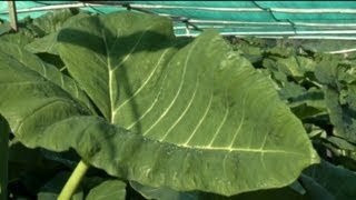 Growing Taro in Northland