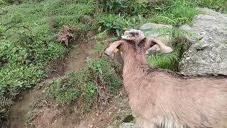 Satang chamkong ☘️☘️🌿#peace North Sikkim